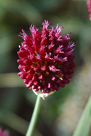 česnek kulatohlavý – detail květu